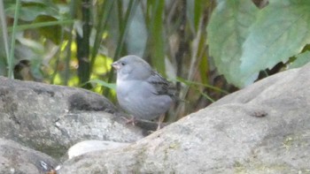 Grey Bunting 井の頭恩賜公園 Fri, 1/5/2024