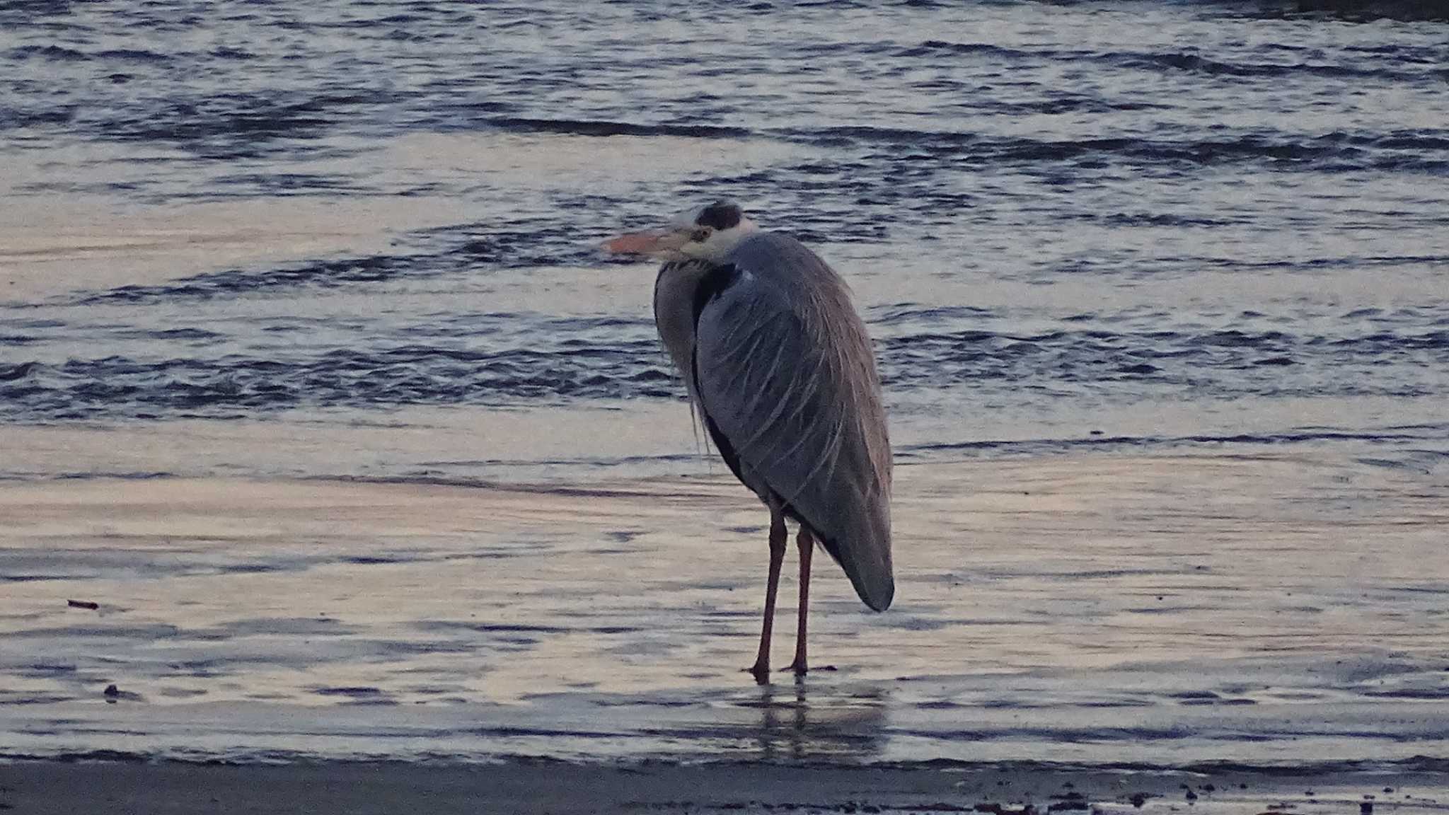 Grey Heron