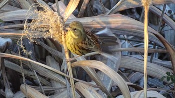 Masked Bunting 屏風岩 Tue, 1/16/2024