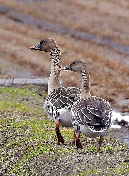 Taiga Bean Goose