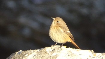 Daurian Redstart 屏風岩 Tue, 1/16/2024