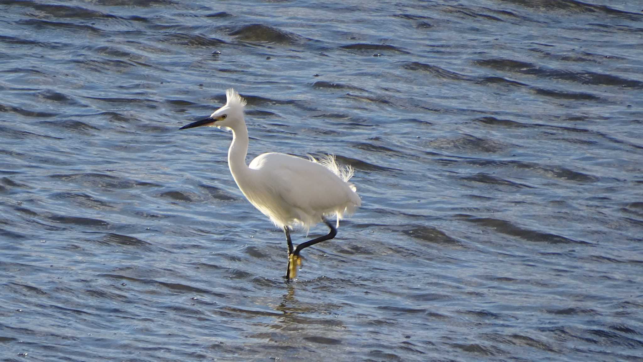 Medium Egret