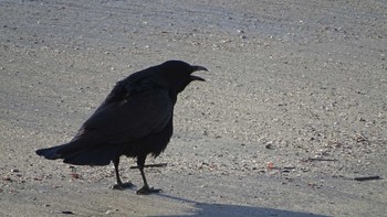 Carrion Crow 屏風岩 Tue, 1/16/2024