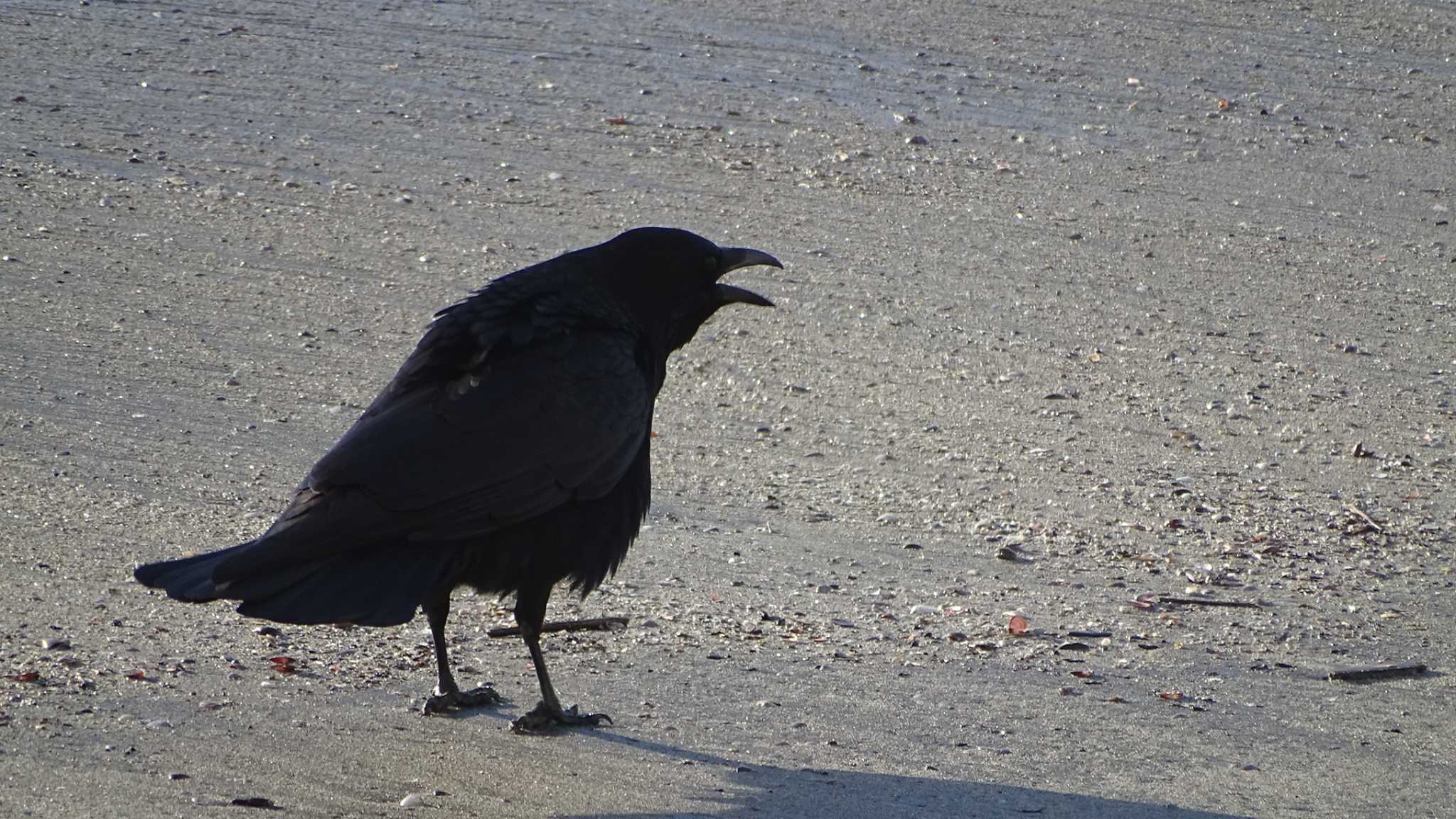 Photo of Carrion Crow at 屏風岩 by poppo