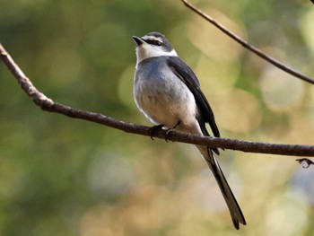 Ryukyu Minivet Mizumoto Park Mon, 1/15/2024