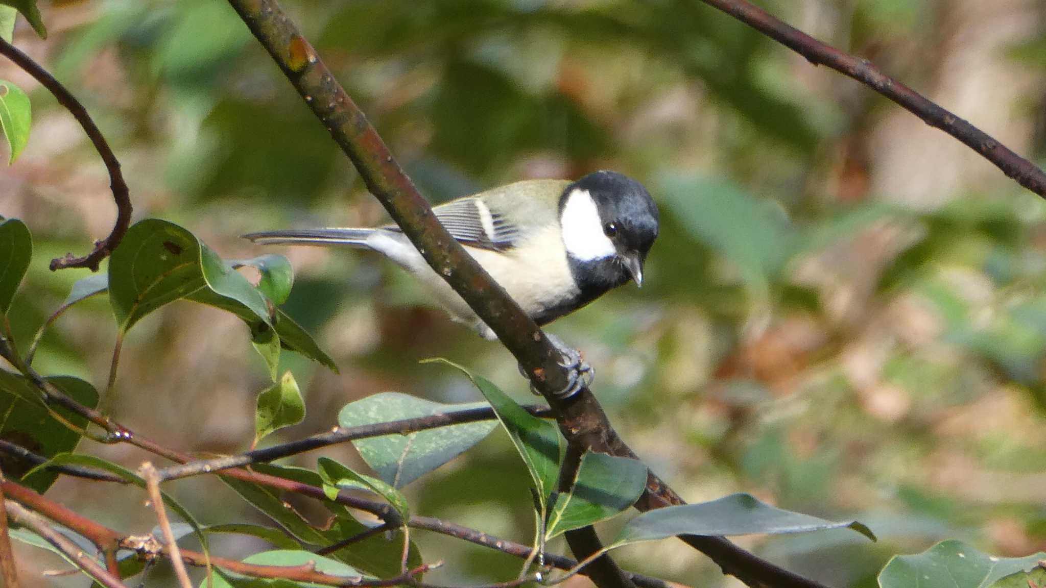 シジュウカラ