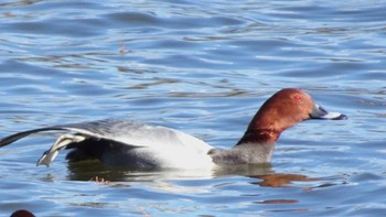 ホシハジロ 水元公園 2024年1月4日(木)