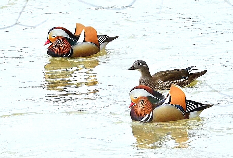 Mandarin Duck