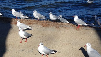 ユリカモメ 水元公園 2024年1月4日(木)