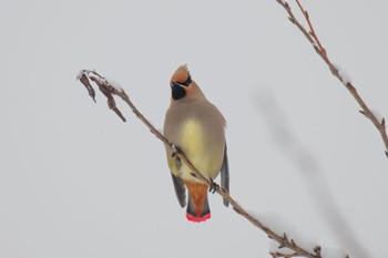 Japanese Waxwing Unknown Spots Mon, 1/15/2024