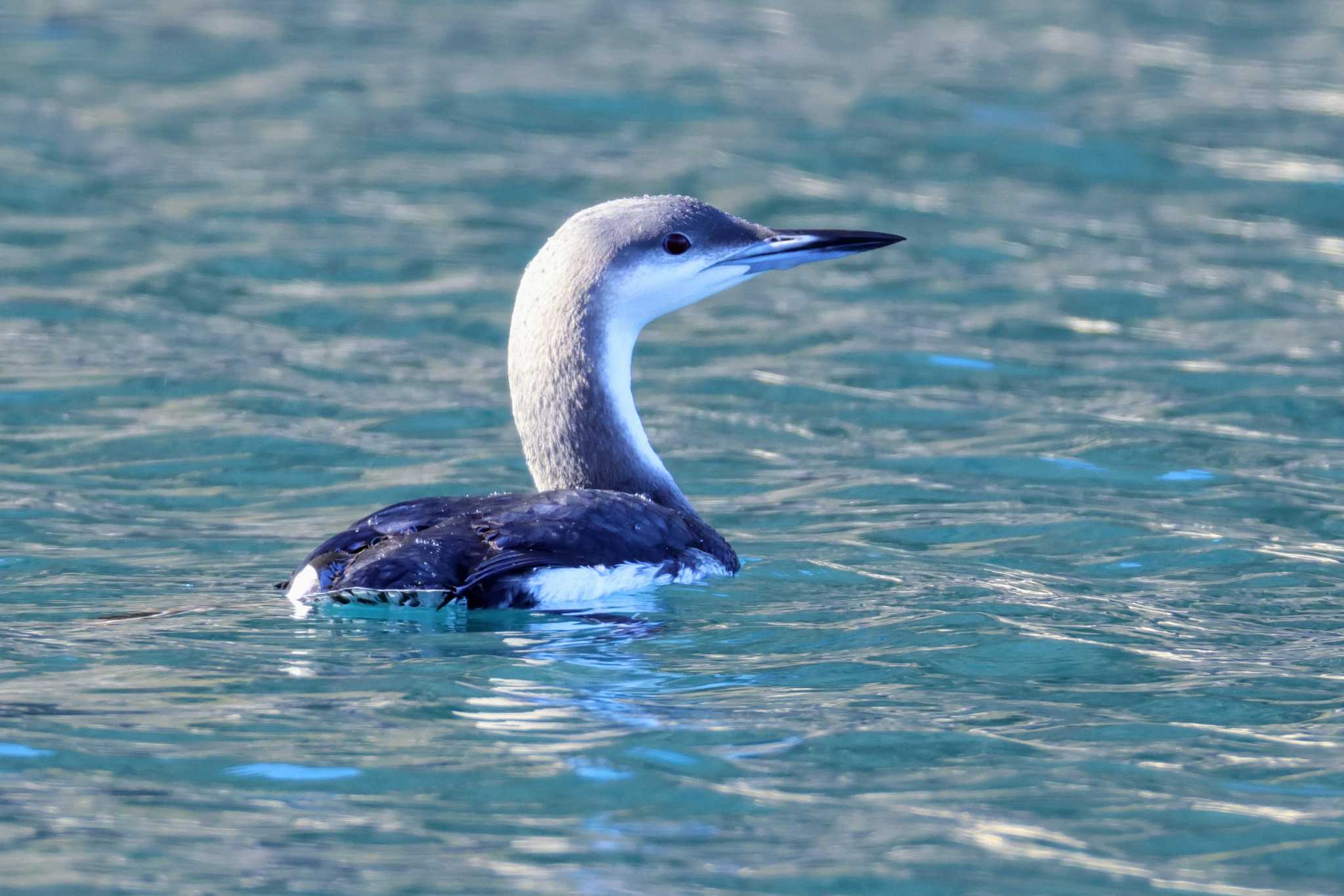 Photo of Black-throated Loon at 竹野海岸 by トビトチヌ