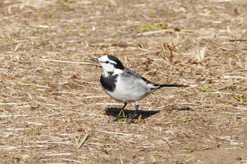 White Wagtail 東京都 Sat, 1/6/2024