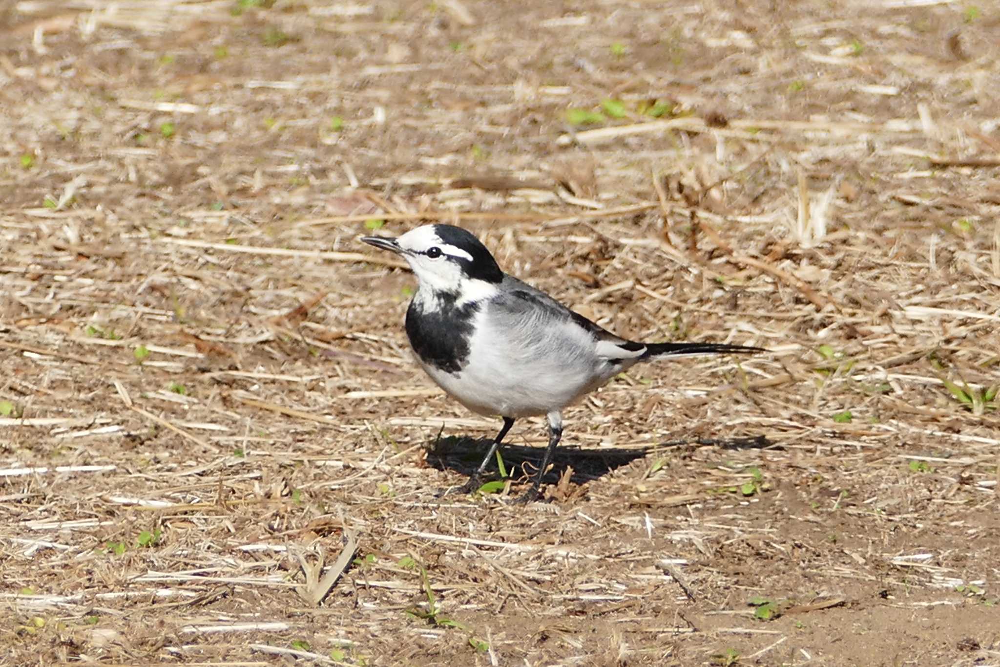 Photo of White Wagtail at 東京都 by アカウント5509