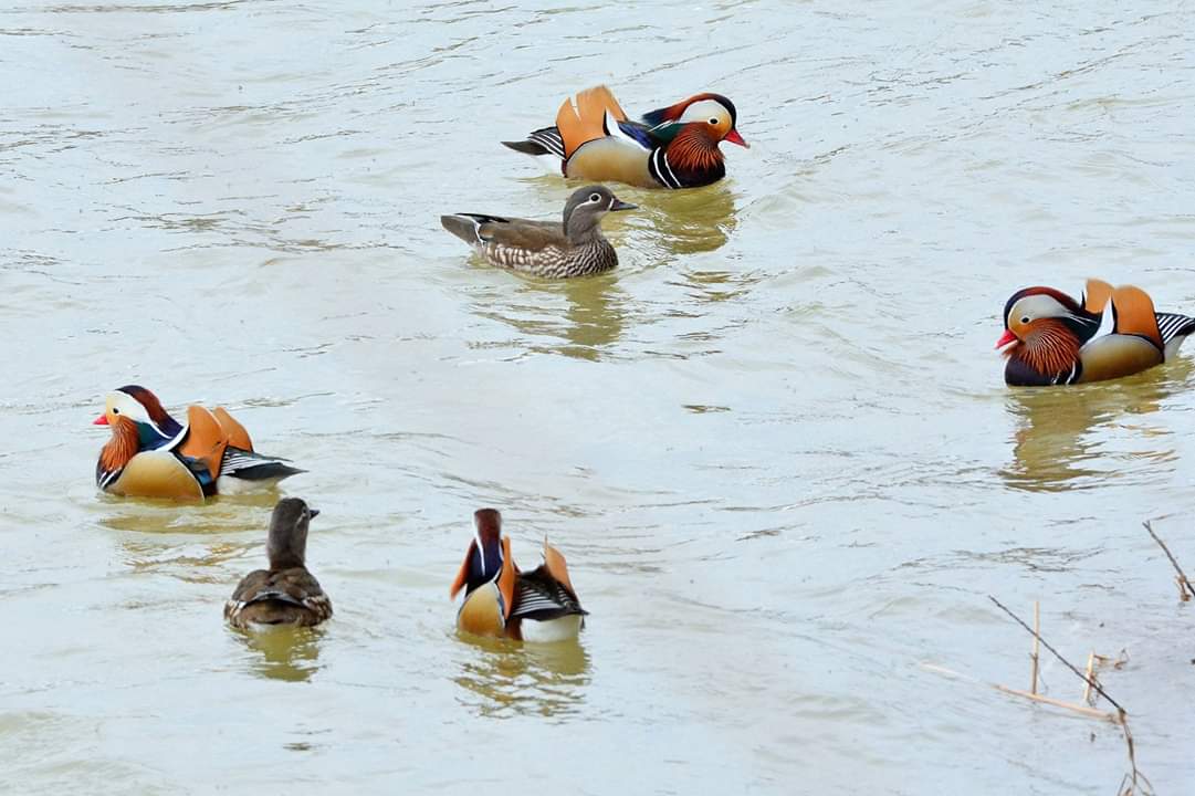 Mandarin Duck