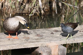 バン 馬見丘陵公園 2022年11月27日(日)