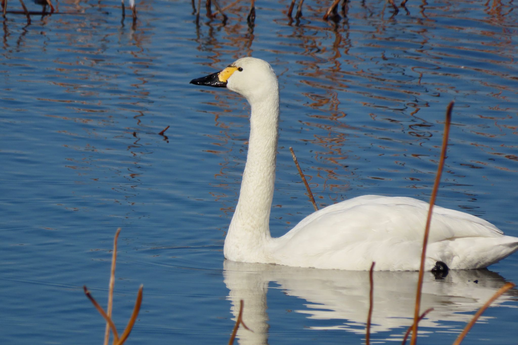 Tundra Swan