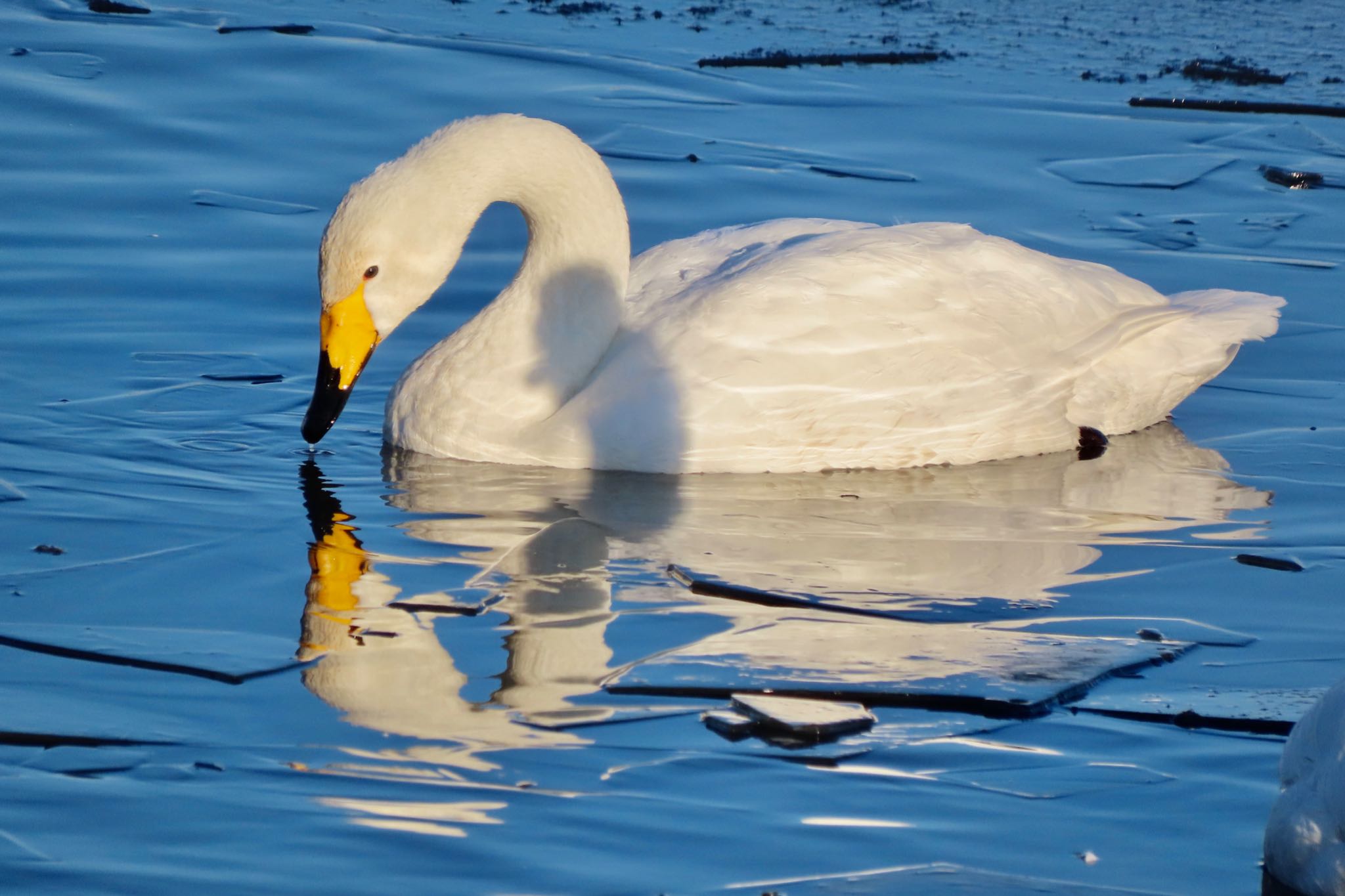 Whooper Swan