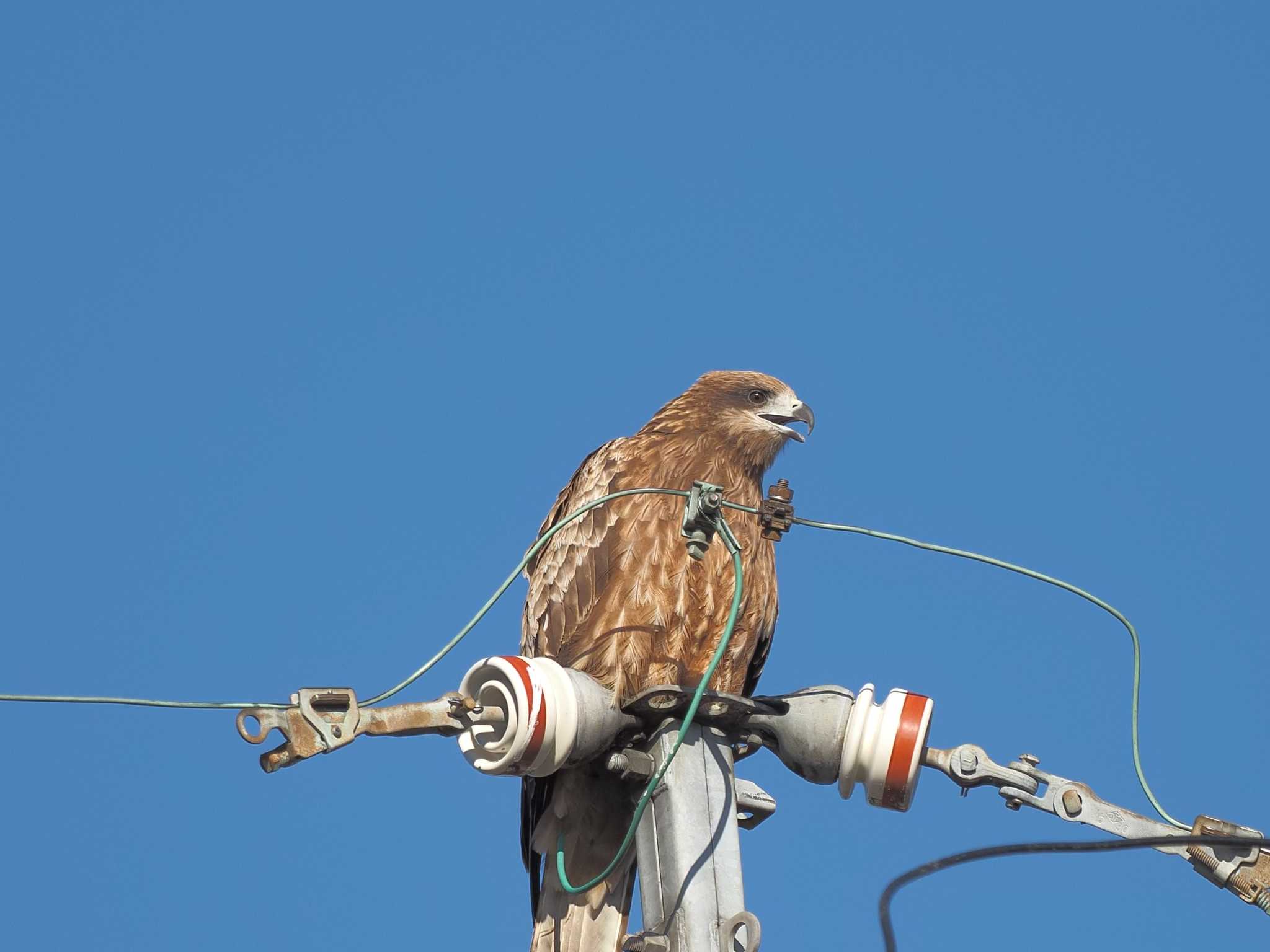 Black Kite