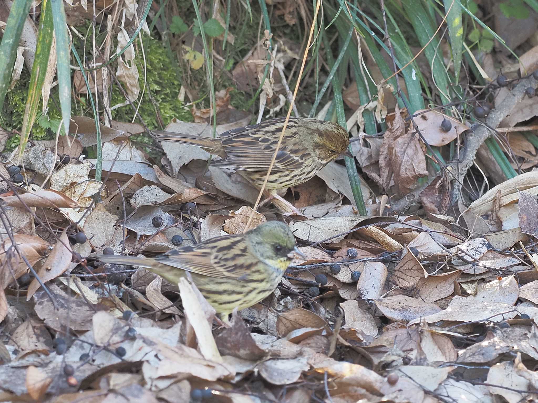 Masked Bunting