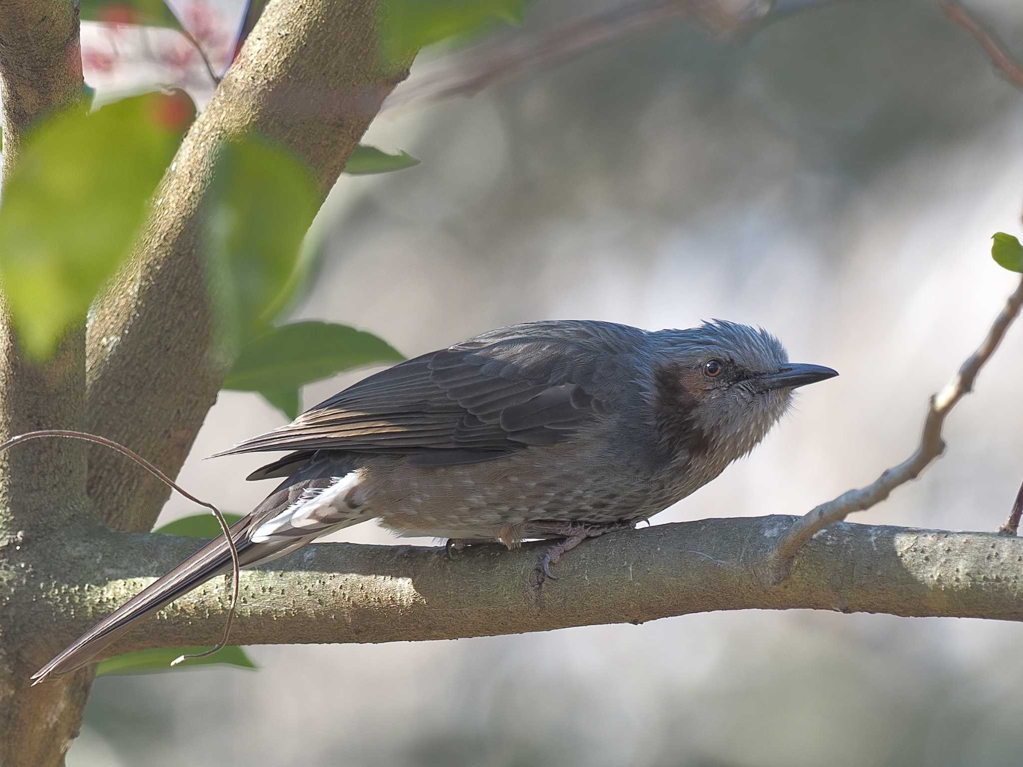 Photo of Brown-eared Bulbul at 国営木曽三川公園138タワーパーク by MaNu猫