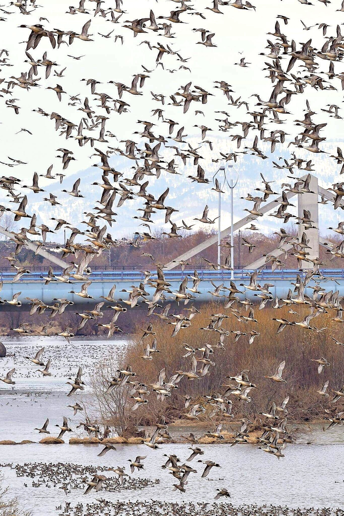 北海道 オナガガモの写真 by Markee Norman