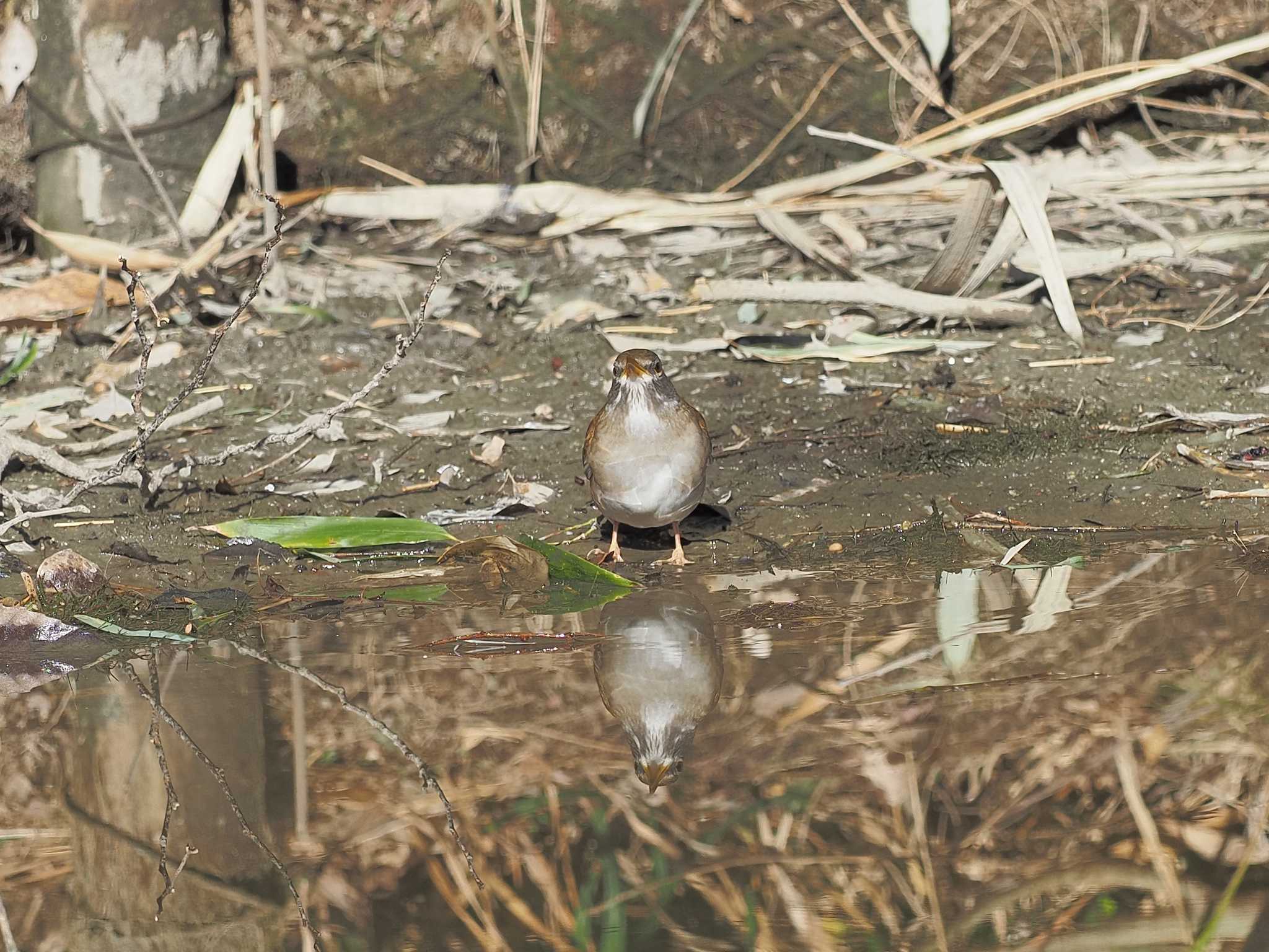 Pale Thrush