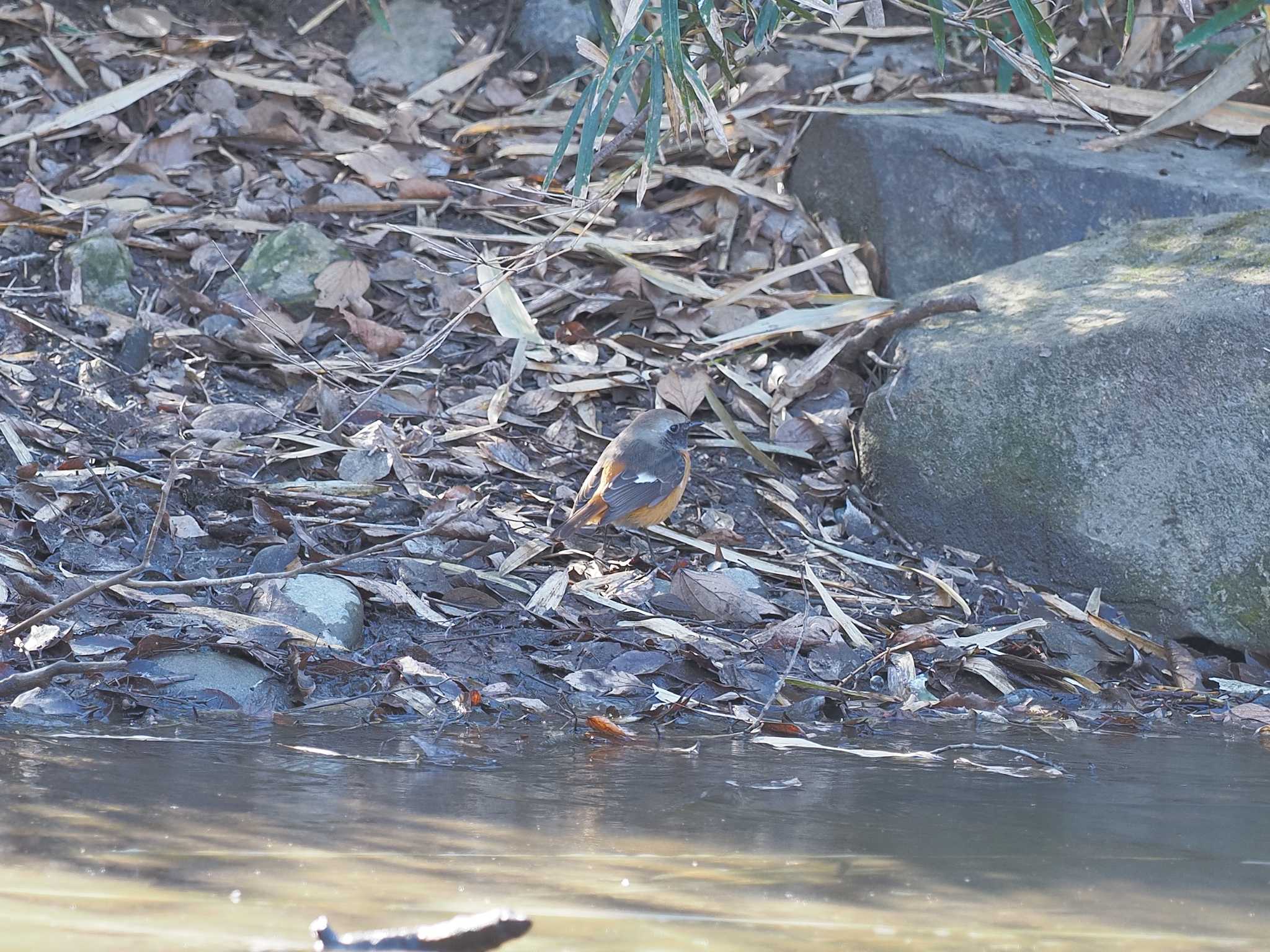 Daurian Redstart