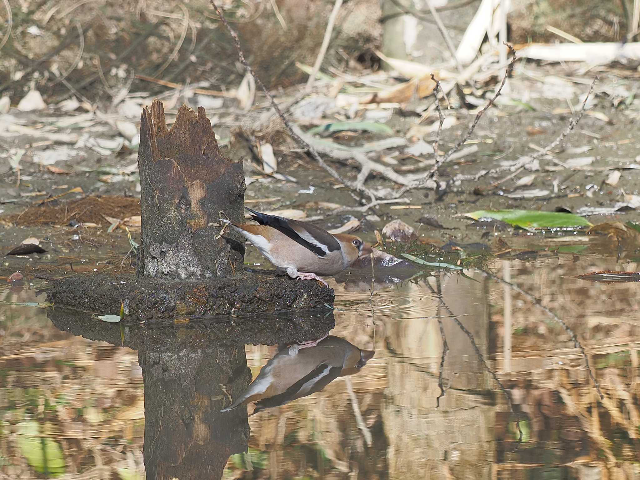 Hawfinch