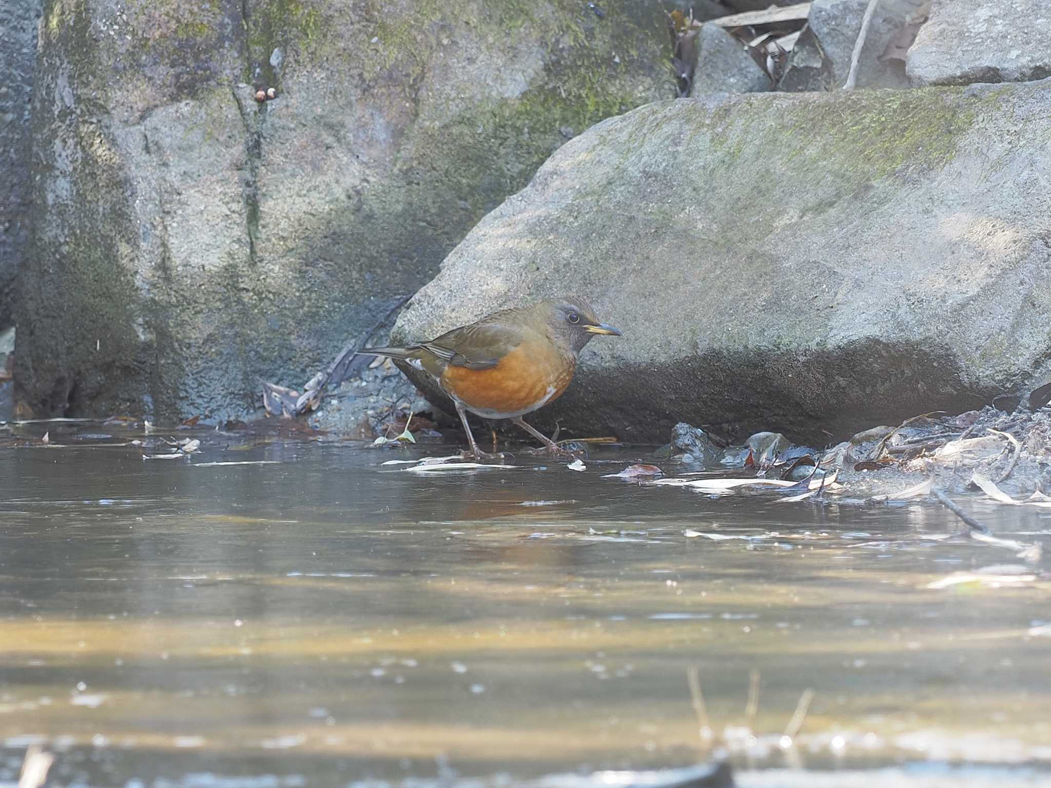 アカハラ