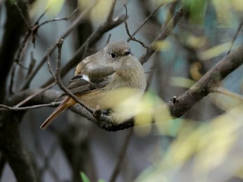 ジョウビタキ 都立猿江恩賜公園 2024年1月7日(日)