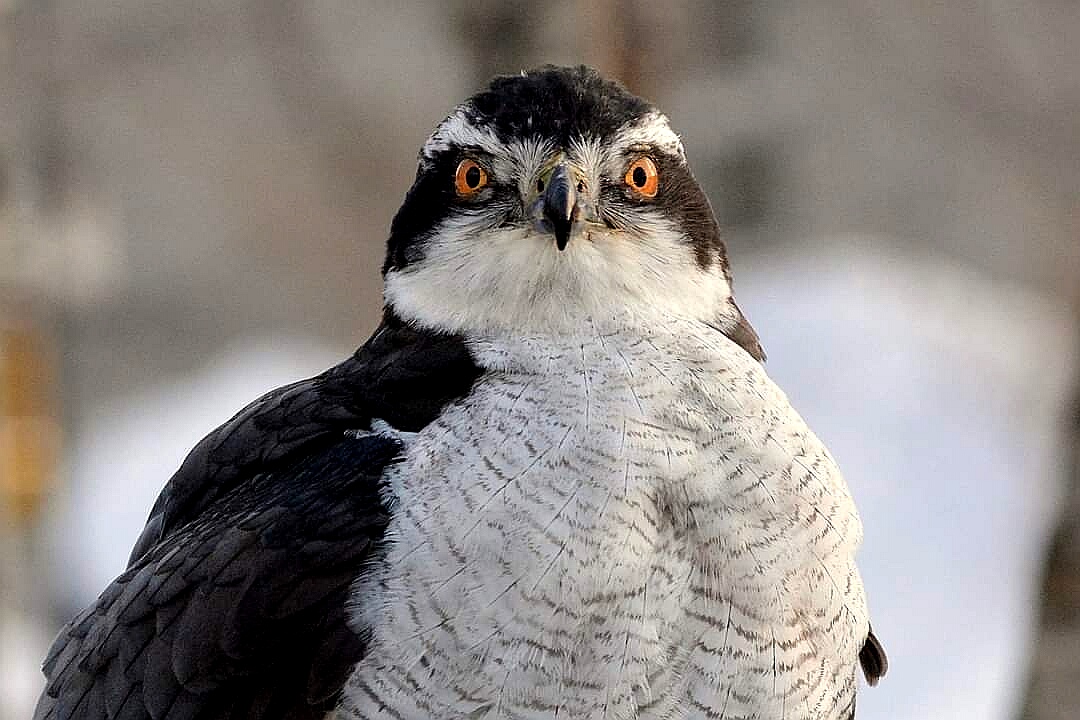 Eurasian Goshawk