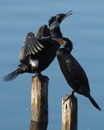 Great Cormorant 多々良沼 Thu, 1/18/2024