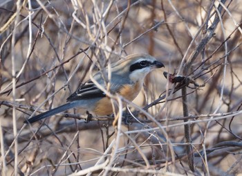 Bull-headed Shrike 多々良沼 Thu, 1/18/2024