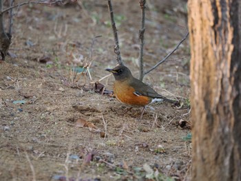 Brown-headed Thrush 秋葉の森総合公園 Wed, 1/17/2024