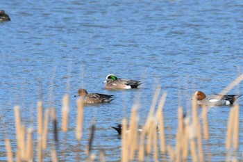 2024年1月17日(水) 河北潟の野鳥観察記録