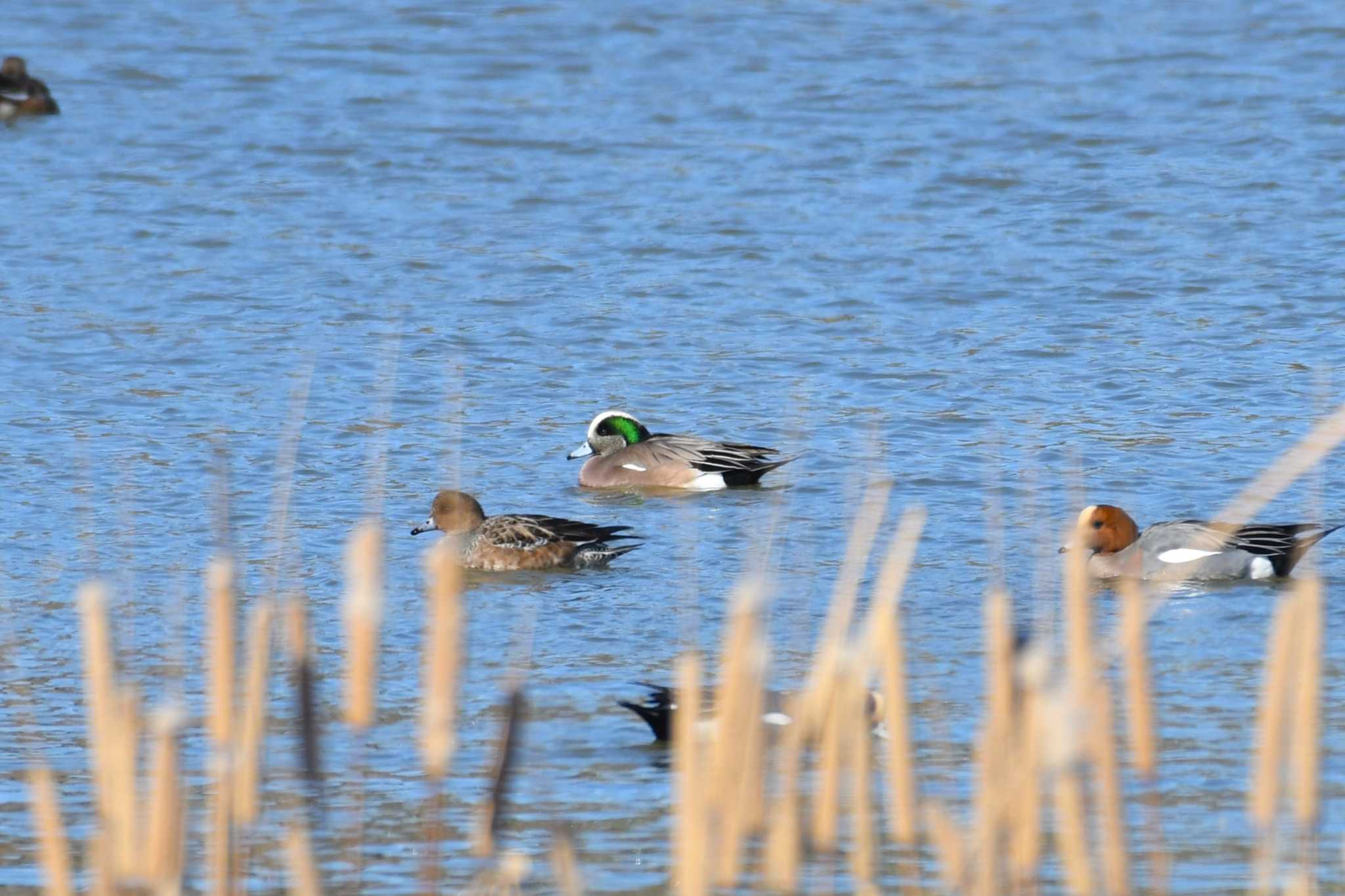 American Wigeon