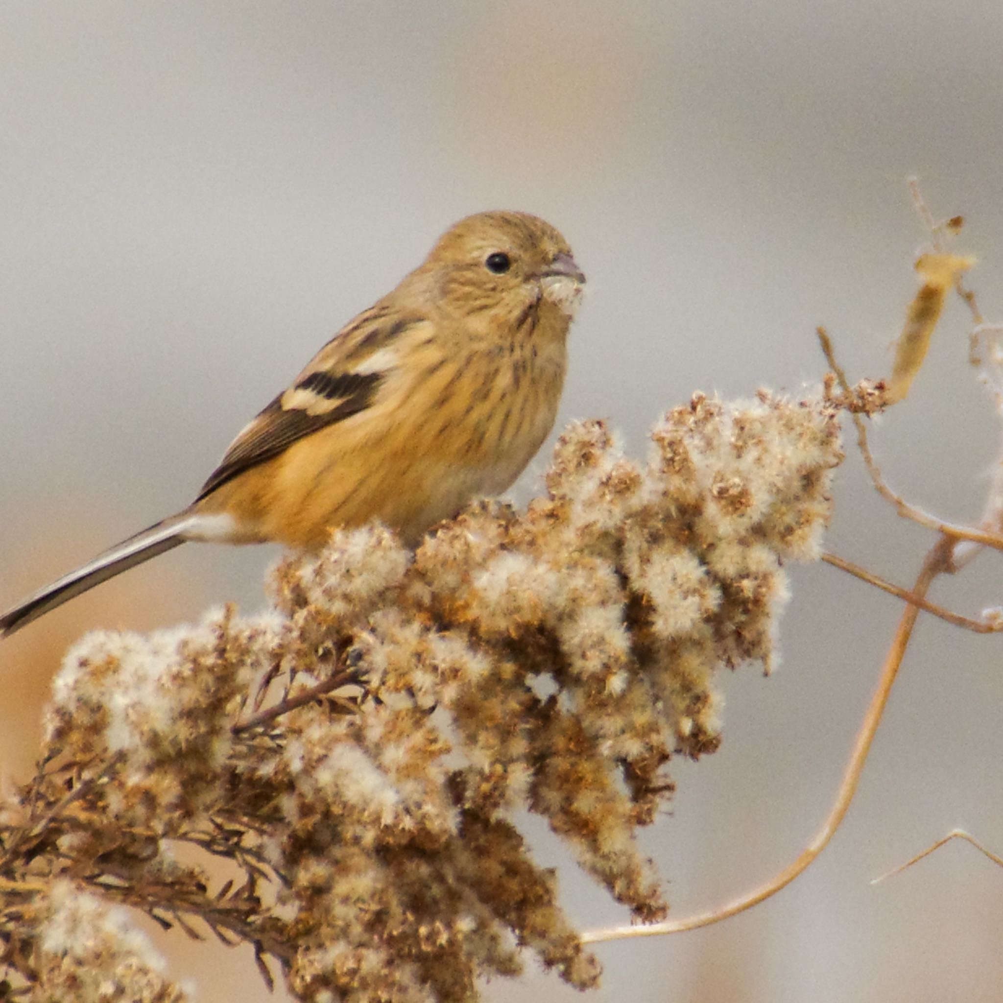 Siberian Long-tailed Rosefinch