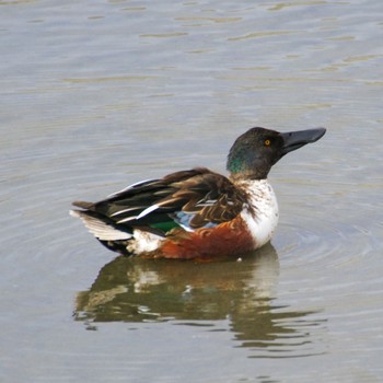 Northern Shoveler 蒲生干潟(仙台市) Thu, 1/18/2024