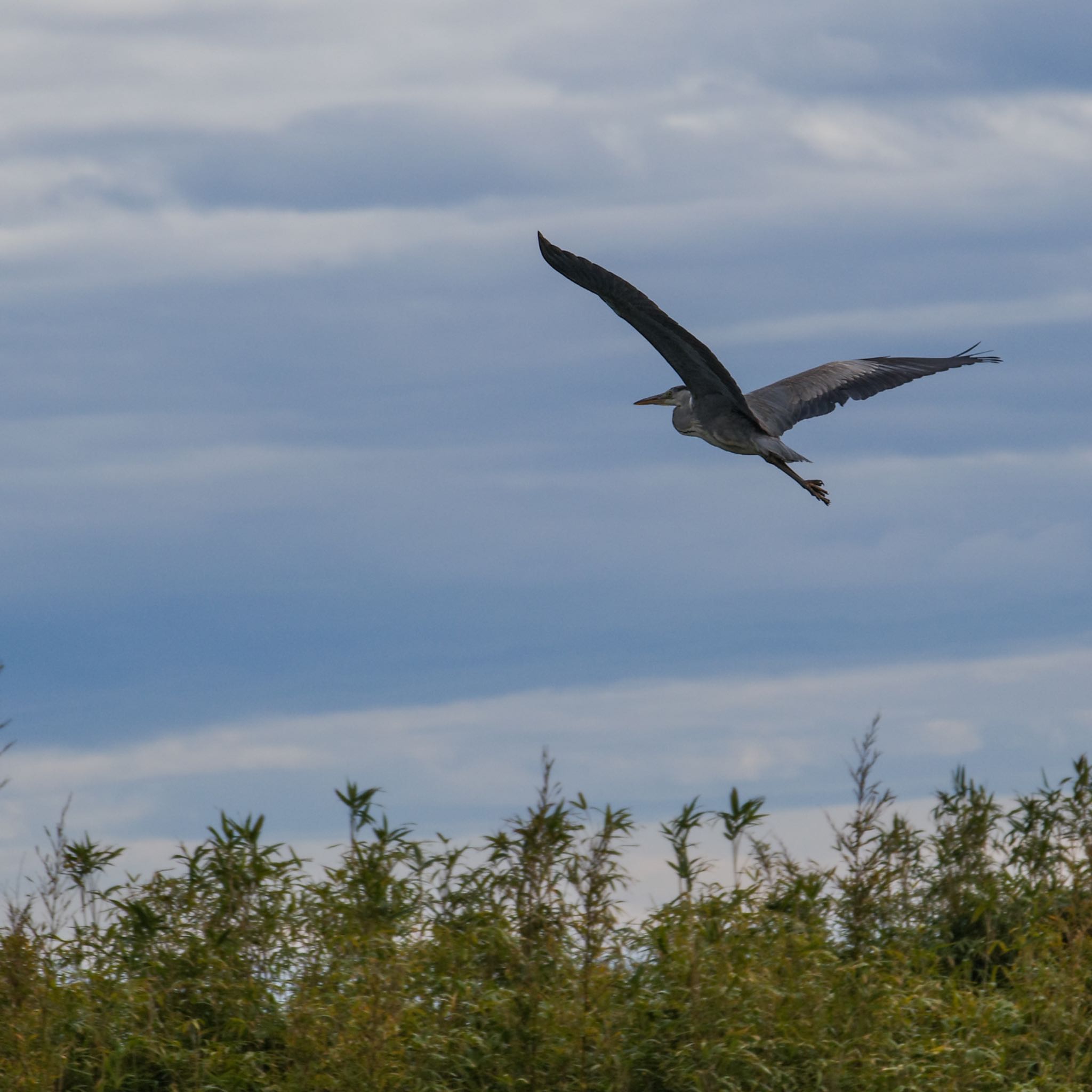 Photo of Grey Heron at 蒲生干潟(仙台市) by モズもず