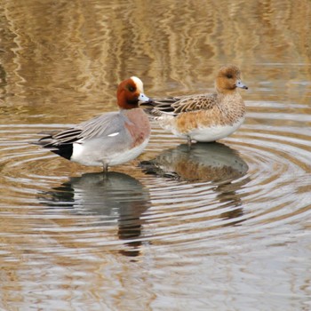 Eurasian Wigeon 蒲生干潟(仙台市) Thu, 1/18/2024