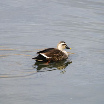 Eastern Spot-billed Duck 蒲生干潟(仙台市) Thu, 1/18/2024