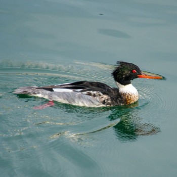 2024年1月18日(木) 仙台港の野鳥観察記録