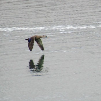 Eastern Spot-billed Duck 蒲生干潟(仙台市) Thu, 1/18/2024