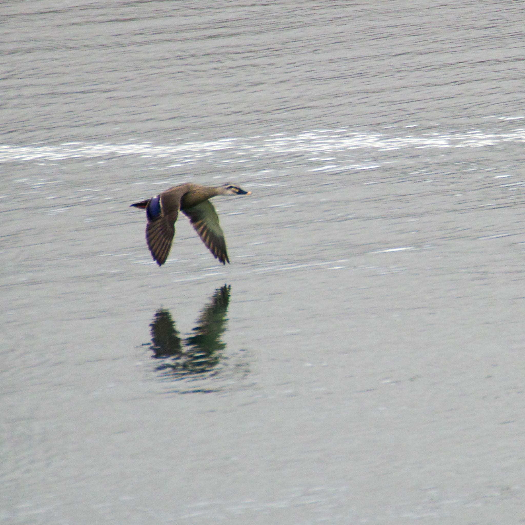 Photo of Eastern Spot-billed Duck at 蒲生干潟(仙台市) by モズもず