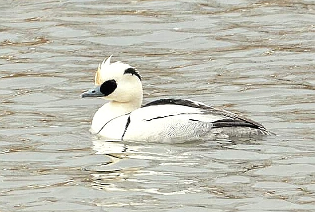 Smew