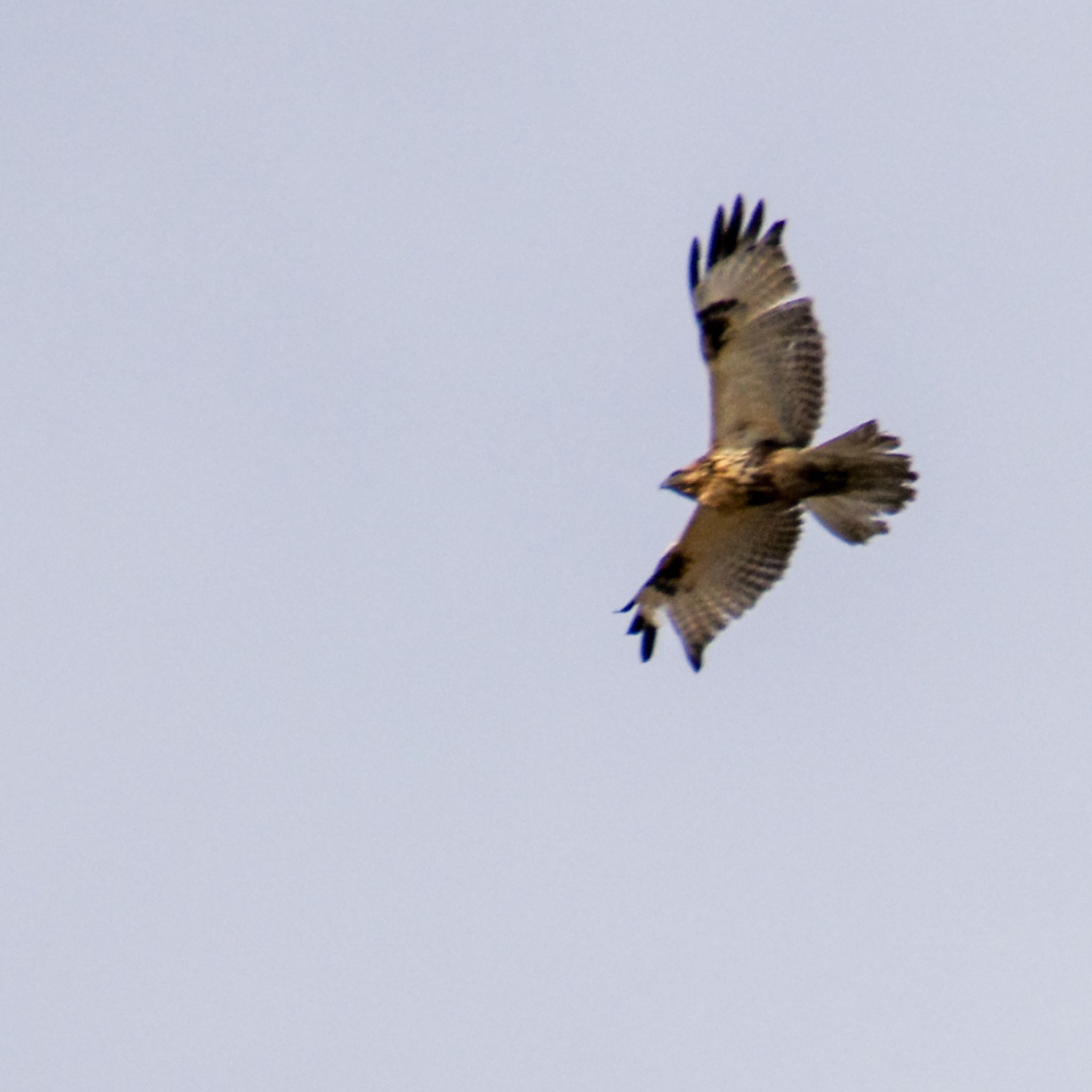 Photo of Eastern Buzzard at 大沼(宮城県仙台市) by モズもず