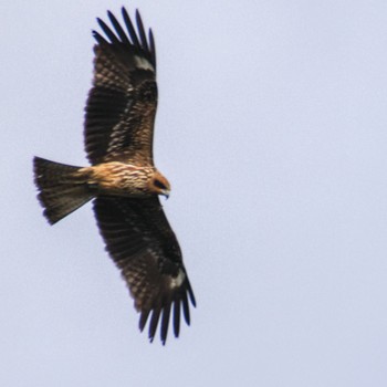 Black Kite 大沼(宮城県仙台市) Thu, 1/18/2024