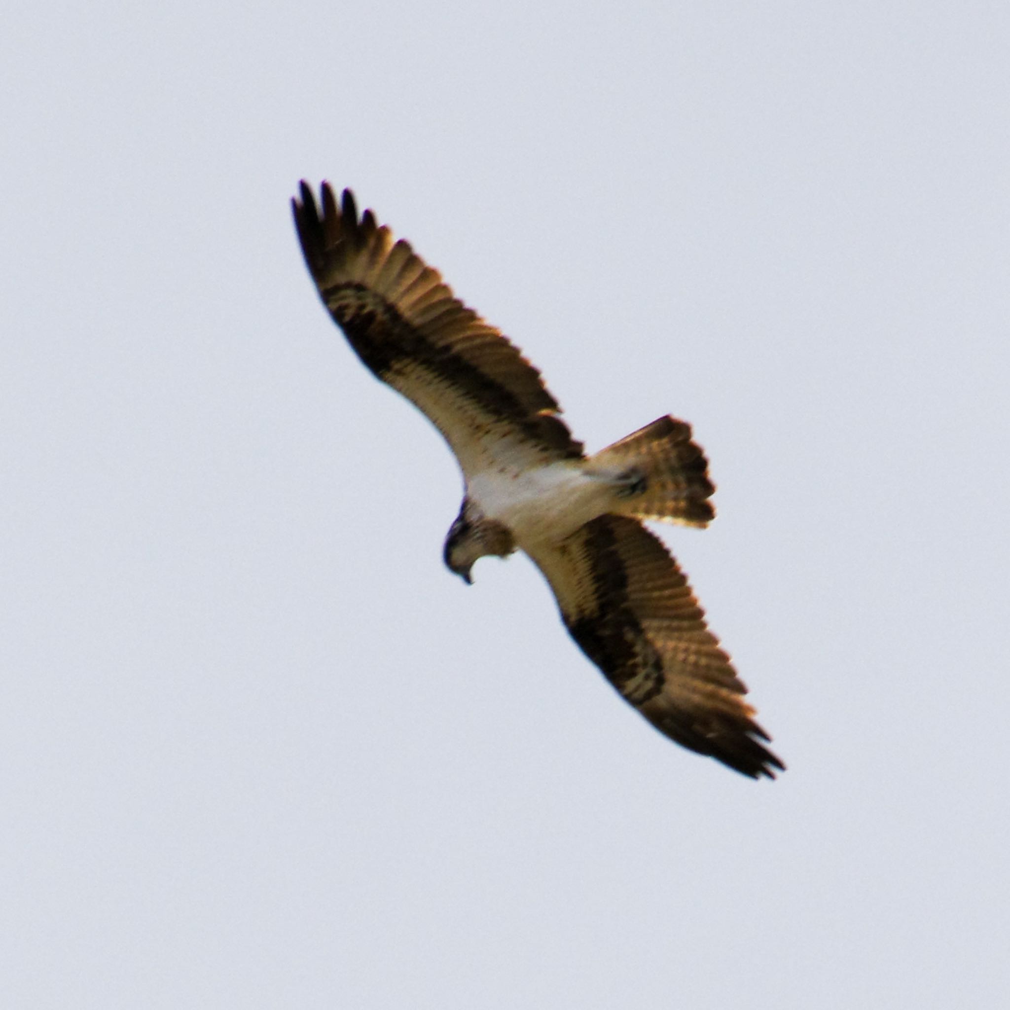 Photo of Osprey at 大沼(宮城県仙台市) by モズもず