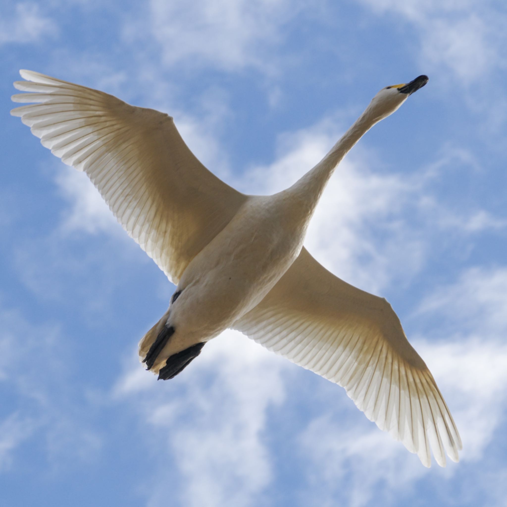 Photo of Whooper Swan at 大沼(宮城県仙台市) by モズもず