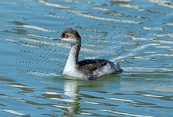 ハジロカイツブリ 北海道 撮影日未設定